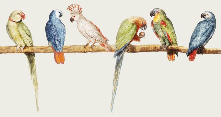 Αυτοκόλλητα Τοίχου - Παπαγάλοι σε έντονα χρώματα