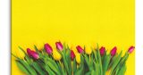 Λουλούδια - Floral - Τουλίπες σε κίτρινο φόντο — εικόνα 8 από 8