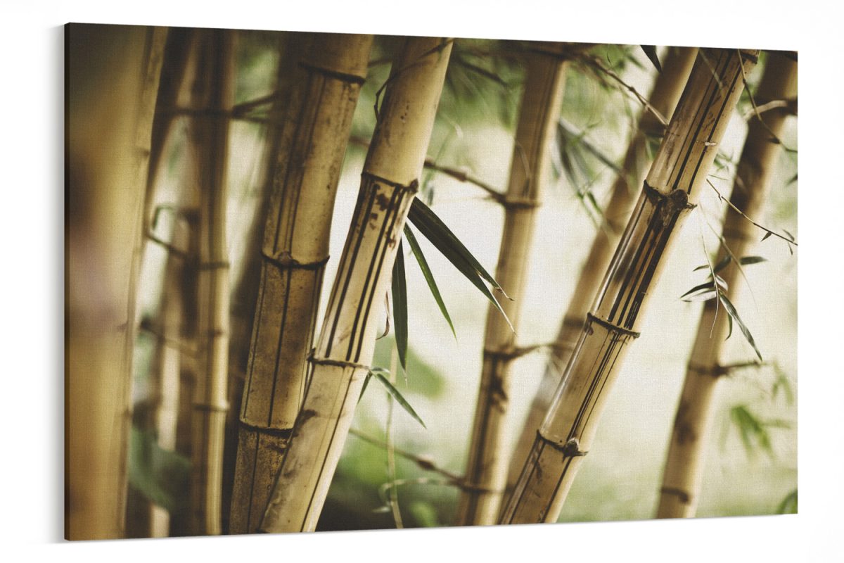 Πίνακες - Καλάμια bamboo σε κοντινό πλάνο — εικόνα 4 από 11
