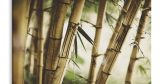 Πίνακες - Καλάμια bamboo σε κοντινό πλάνο — εικόνα 4 από 11